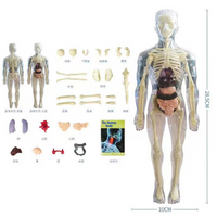 Thumbnail for Toystar Human Body Anatomy Model | Educational Toys - Discover the Body - Menselijk Lichaam Anatomie Model | Educatief Spe...