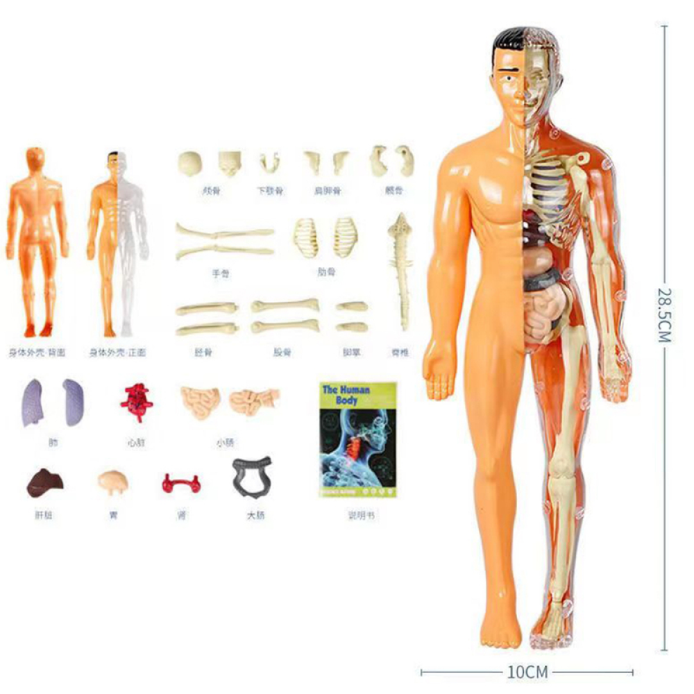 Toystar Human Body Anatomy Model | Educational Toys - Discover the Body - Menselijk Lichaam Anatomie Model | Educatief Spe...
