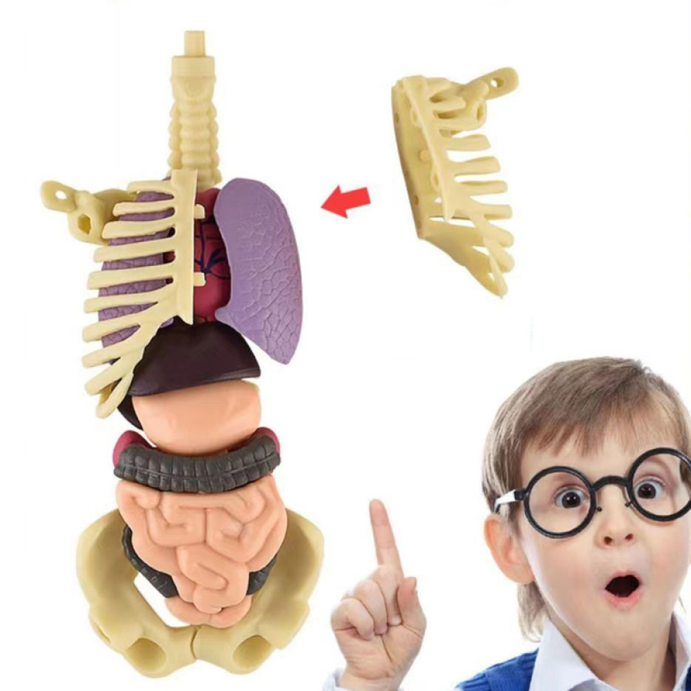 Toystar Human Body Anatomy Model | Educational Toys - Discover the Body - Menselijk Lichaam Anatomie Model | Educatief Spe...