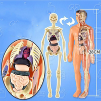 Thumbnail for Toystar Human Body Anatomy Model | Educational Toys - Discover the Body - Menselijk Lichaam Anatomie Model | Educatief Spe...