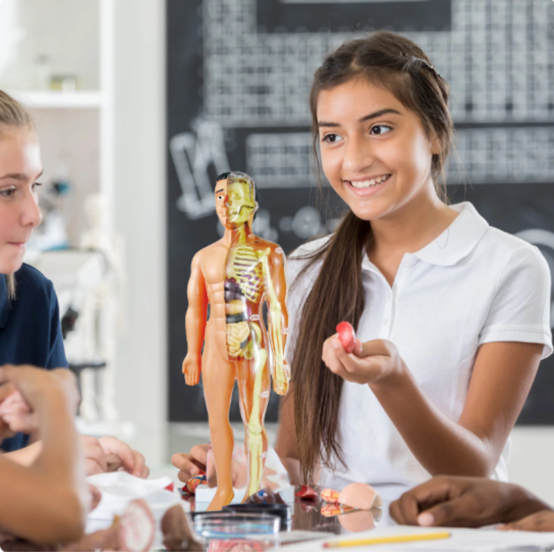 Toystar Human Body Anatomy Model | Educational Toys - Discover the Body - Menselijk Lichaam Anatomie Model | Educatief Spe...