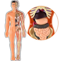Thumbnail for Toystar Human Body Anatomy Model | Educational Toys - Discover the Body - Menselijk Lichaam Anatomie Model | Educatief Spe...